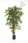 Preview: FICUS LIANA 150cm 30505N