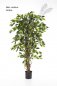 Preview: FICUS LIANA 180cm 30506N