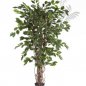 Preview: FICUS LIANA EXOTICA 150cm 30605N