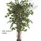 Preview: FICUS LIANA EXOTICA 180cm 30606N