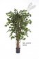 Preview: FICUS LIANA EXOTICA 210cm 30607N