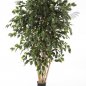 Preview: FICUS EXOTICA MULTI TRUNK 180cm 31006N