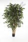 Preview: FICUS EXOTICA MULTI TRUNK 180cm 31006N