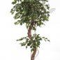 Preview: FICUS CORKSCREW EXOTICA 180cm 31406N