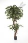 Preview: FICUS CORKSCREW EXOTICA 180cm 31406N