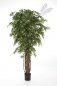 Preview: FRENCH FICUS LIANA DE LUXE 210cm 31607N