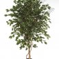 Preview: FICUS DELUXE EXOTICA TREE 180cm 31806N