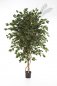 Preview: FICUS DELUXE EXOTICA TREE 180cm 31806N