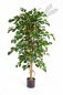 Preview: FICUS EXOTICA 150cm 32105N