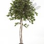 Preview: FICUS EXOTICA UMBRELLA 180cm 32606N