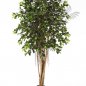 Preview: FICUS RETUSA 180cm 32906N