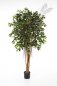Preview: FICUS RETUSA 180cm 32906N