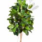 Preview: FICUS ELASTICA 33406N