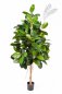 Preview: FICUS ELASTICA 33406N
