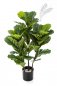 Preview: Ficus Lyrata Tree X 3 90cm 33503N