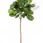 Preview: Ficus Lyrata Single Trunk 200cm 33907N