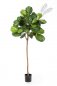 Preview: Ficus Lyrata Single Trunk 200cm 33907N