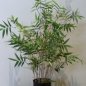 Preview: ORIENTAL BAMBOO TREE 70cm 34202N