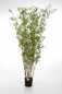 Preview: ORIENTAL BAMBOO TREE 190cm 34206N