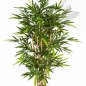 Preview: FR NEW BAMBOO TREE 34605FR
