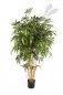 Preview: NEW NATURAL BAMBOO TREE 35706N