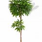 Preview: FR PACHIRA TREE 36405FR