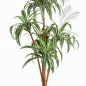Preview: DRACAENA TREE X 5 36604N