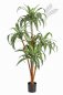 Preview: DRACAENA TREE X 5 36604N