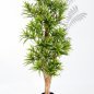 Preview: FR DRACAENA REFLEXA 36705N-FR