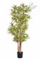 Preview: DRACAENA REFLEXA 150cm 36705NG-FR