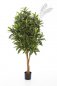 Preview: CROTON GOLDFINGER TREE 37405N