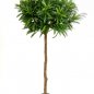 Preview: CROTON GOLDFINGER BALL TREE 37505N