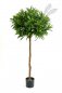 Preview: CROTON GOLDFINGER BALL TREE 37505N