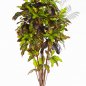 Preview: FR CROTON TREE 37605FR