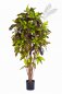 Preview: FR CROTON TREE 37605FR