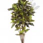 Preview: FR CROTON TREE 37606FR