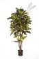 Preview: FR CROTON TREE 37606FR
