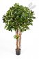 Preview: VAR.NAT.SCHEFFLERA UMBRELLA 38304NW