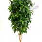 Preview: FR LADY SCHEFFLERA TREE 38406FR