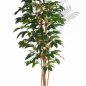 Preview: FLOWERING COFFEE TREE 39007FL