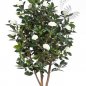 Preview: CAMELIA JAPONICA BUSH TREE 40105NW