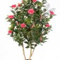 Preview: CAMELIA JAPONICA BUSH TREE 40105RS