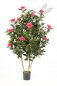 Preview: CAMELIA JAPONICA BUSH TREE 40105RS