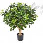 Preview: PITTISPORUM BALL TREE 65 CM 40202N