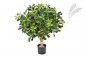 Preview: PITTISPORUM BALL TREE 65 CM 40202N