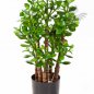 Preview: CRASSULA OVATA 40502N