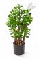 Preview: CRASSULA OVATA 40502N