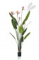 Preview: Strelitzia tree with 4 flowers 150cm 423968