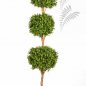Preview: BOXWOOD TRIPLE BALL TREE 43806N
