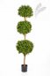 Preview: BOXWOOD TRIPLE BALL TREE 43806N